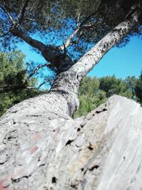 Trees in forest