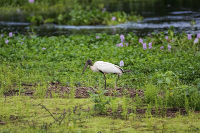 Bird on field