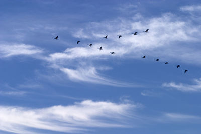 Canada geese migrating south in the autumn over vermont.