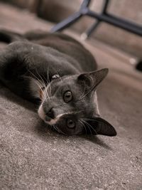 Close-up portrait of a cat