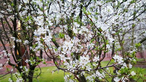 Pink flowers on tree