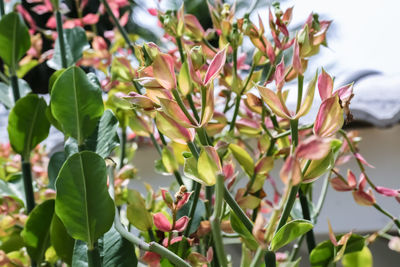 Close-up of plants