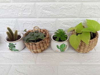Potted plants in basket on floor against wall