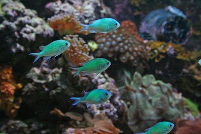 Close-up of fish swimming in sea
