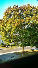 tree