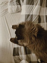 High angle view of a dog on bed at home