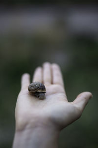 Close-up of hand holding small crab