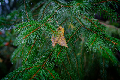 Close-up of pine tree