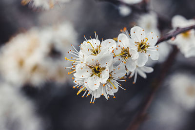 Close-up of white cherry blossom