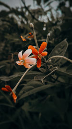 Close-up of orange flowering plant