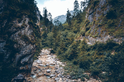 Footpath amidst trees in forest against sky