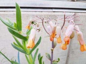 Close-up of flowers against blurred background