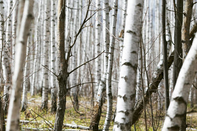 Pine trees in forest
