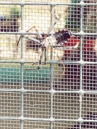 Close-up of bird in cage