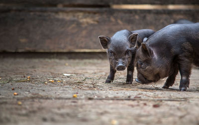 Curious little piglet on a farm looking at the camera.