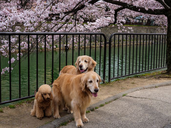 Dog on railing against trees