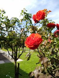 Close-up of red hibiscus blooming against sky