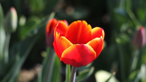 Close-up of red tulip flower