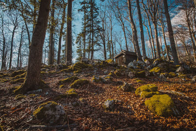 Trees in forest against sky