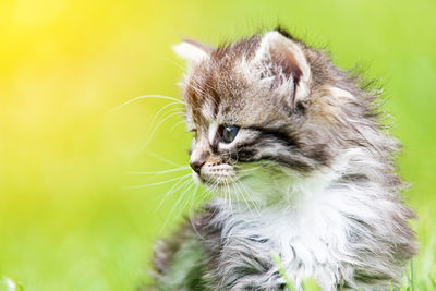 Close-up of a cat looking away