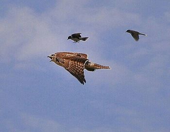 Low angle view of birds flying in sky