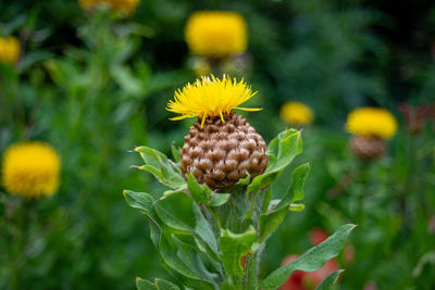 Close-up of sunflower on plant