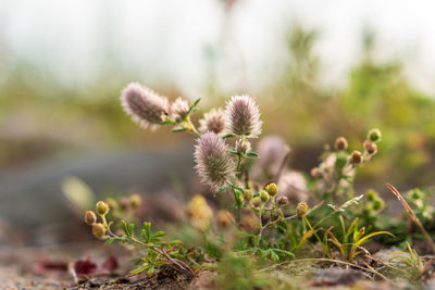 Close-up of flowering plant on field