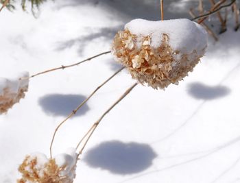 Close-up of frozen plant