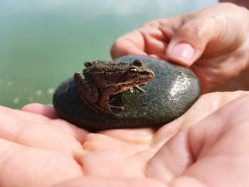 Close-up of person holding small