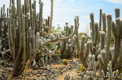 Close-up of cactus growing on field against sky