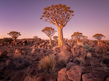 Trees on field against sky during sunset