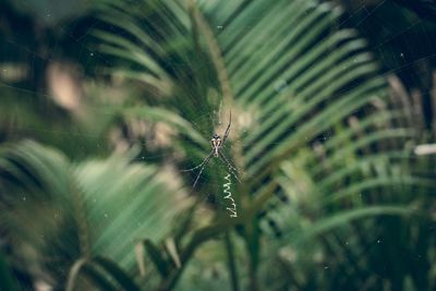 Close-up of spider on web