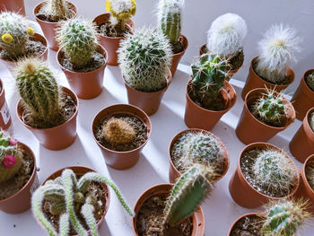 High angle view of potted plants on table