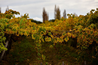 Close-up of vines growing at vineyard