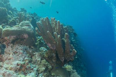 Coral reef and water plants at the tubbataha reefs, philippines