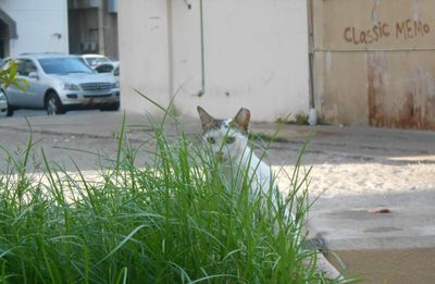 Car parked in grass