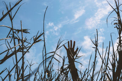 Close-up of fresh plants against sky