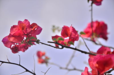 Close-up of red flowering plant against sky