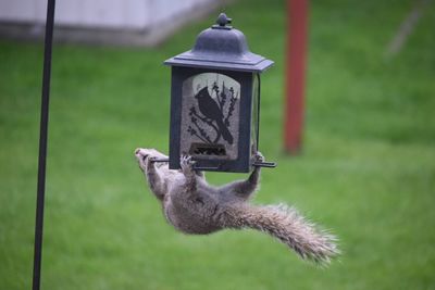 Close-up of squirrel hanging on feeder