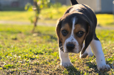 dog