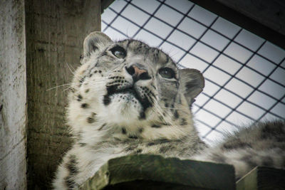 Close-up of a cat in cage