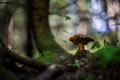 Close-up of tree trunk in the forest