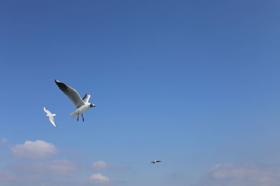 Low angle view of seagulls flying in sky