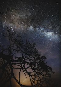 Low angle view of trees against sky at night