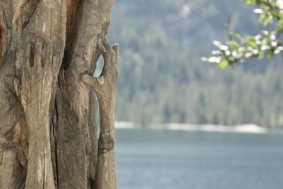 Close-up of tree trunk