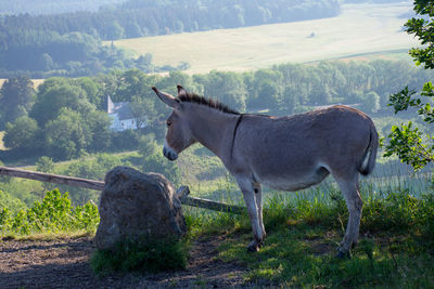 Donkey at the weinfelder maar