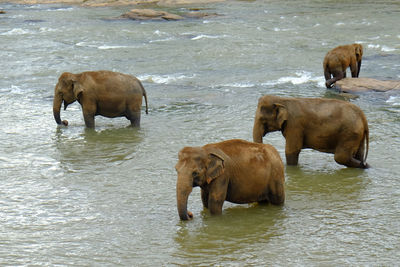 Four elephants on their daily swimming trip to the river in pinnawala elephant orphanage sri lanka
