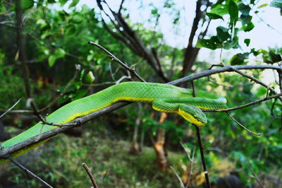 Close-up of green lizard on branch