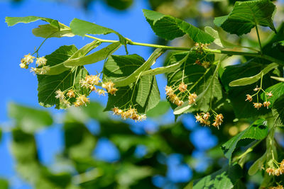 Linden leaves and yellow flowers on tree branches viewed from below towards clear blue sky
