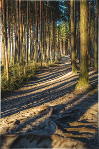 Road amidst trees in forest